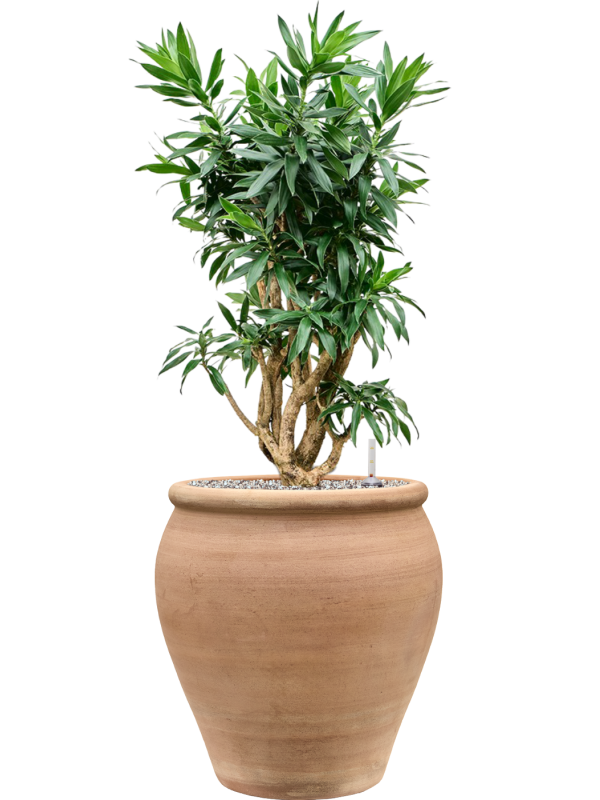 Pleomele Dracaena Reflexa In Terra Antica D 30 H 103 cm - PlantenShop24 - 14-06-2025