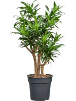 Pleomele Dracaena Reflexa Song Of Jamaica D 27 H 100 cm - PlantenShop24 - 08-04-2025