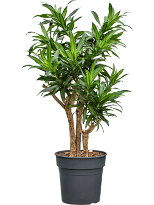 Pleomele Dracaena Reflexa Song Of Jamaica D 27 H 100 cm - PlantenShop24 - 08-04-2025