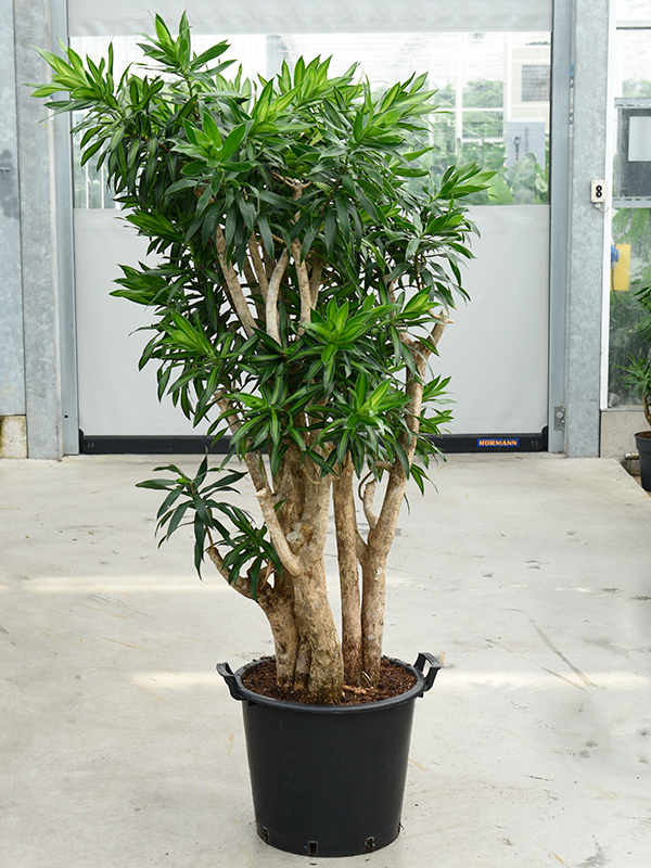 Pleomele Dracaena Reflexa Song Of Jamaica D 45 H 160 cm - PlantenShop24 - 07-05-2025