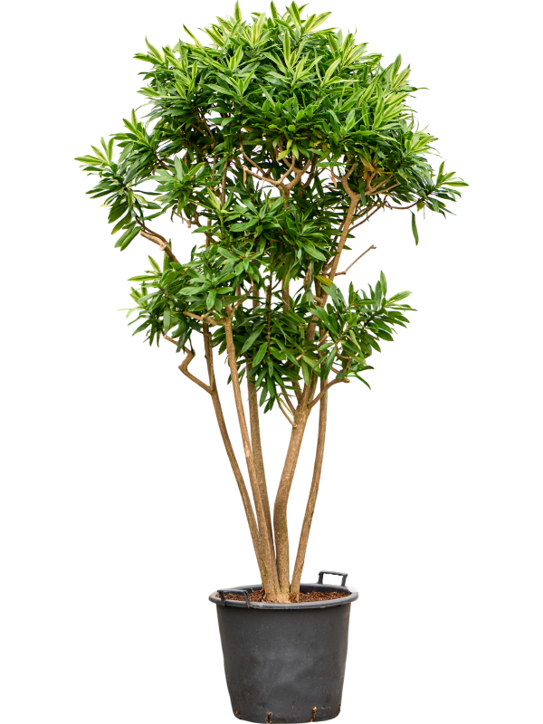 Pleomele Dracaena Reflexa Song Of Sri Lanka 220/240 D 50 H 220 cm - PlantenShop24 - 16-04-2025