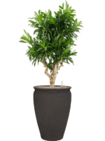 Pleomele Reflexa Song Of Jamaica In Mediterranean D 34 H 147 cm - PlantenShop24 - 06-01-2025