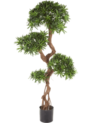 Podocarpus D 17 H 135 cm - PlantenShop24 - 17-10-2023