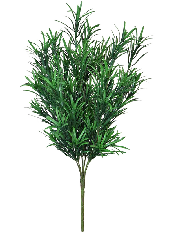 Podocarpus H 42 cm - PlantenShop24 - 06-05-2025