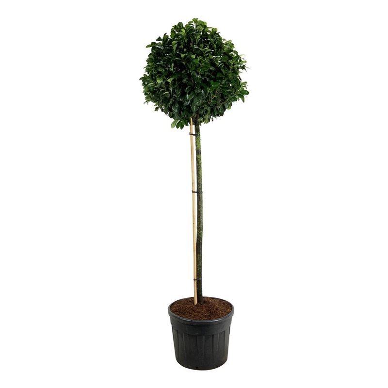 Prunus Laurocerasus Etna D 70 H 260 cm - PlantenShop24 - 26-03-2025