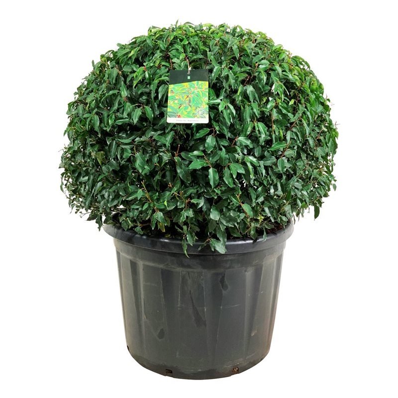 Prunus Lusitanica Angustifolia D 120 H 120 cm - PlantenShop24 - 26-03-2025