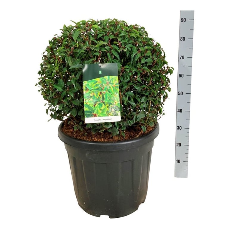Prunus Lusitanica Angustifolia D 50 H 80 cm - PlantenShop24 - 22-03-2025