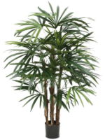 Raphis Excelsa D 13 H 100 cm - PlantenShop24 - 19-03-2025