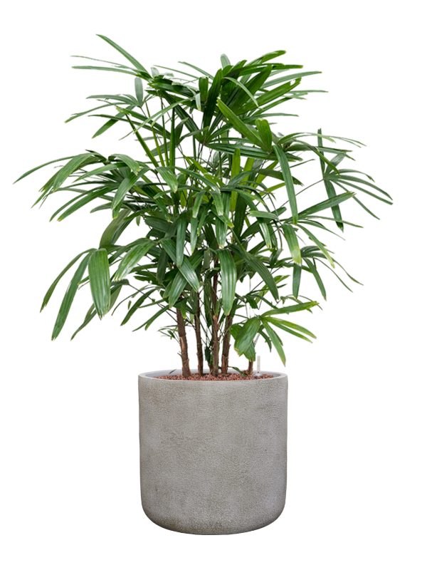 Rhapis Excelsa In Antwerp D 22 H 112 cm - PlantenShop24 - 01-07-2025