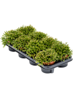 Rhipsalis Burchellii D 11 H 15 cm - PlantenShop24 - 03-01-2025