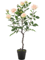 Rose Garden D 45 H 85 cm - PlantenShop24 - 11-11-2024