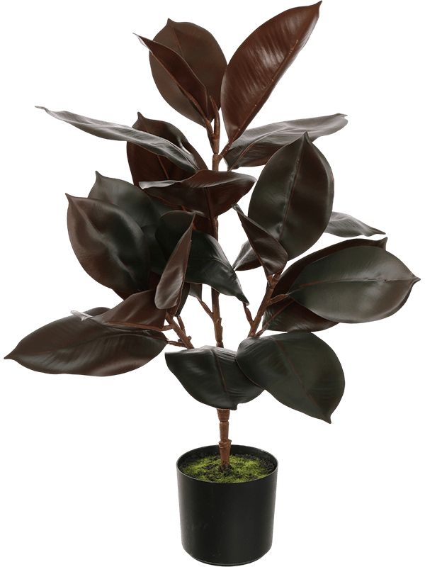Rubber Leaf H 65 cm - PlantenShop24 - 04-03-2025