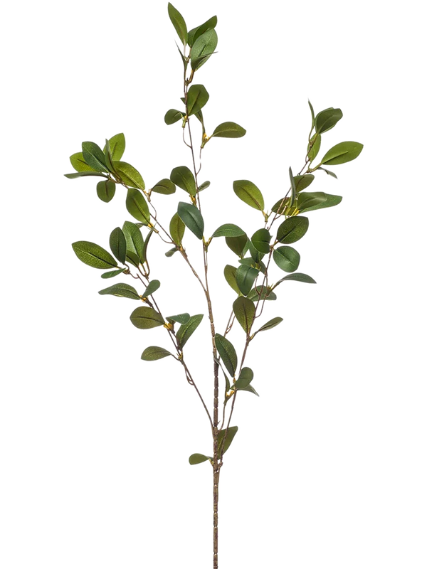 Ruscus D 25 H 90 cm - PlantenShop24 - 31-01-2025