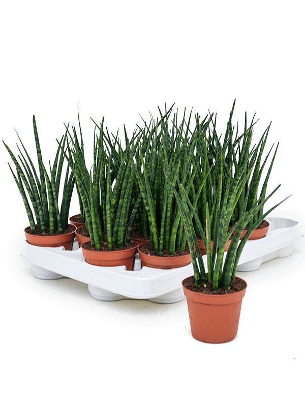 Sansevieria Cylindrica Fernwood Mikado D 8 H 25 cm - PlantenShop24 - 05-09-2025