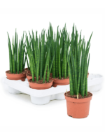 Sansevieria Cylindrica Mikado D 10 H 30 cm - PlantenShop24 - 26-08-2024