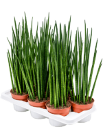 Sansevieria Cylindrica Mikado D 14 H 50 cm - PlantenShop24 - 10-04-2024
