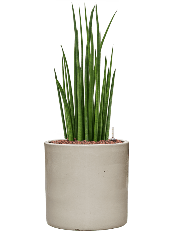 Sansevieria Cylindrica Spikes In Cylinder D 22 H 74 cm - PlantenShop24 - 27-05-2025