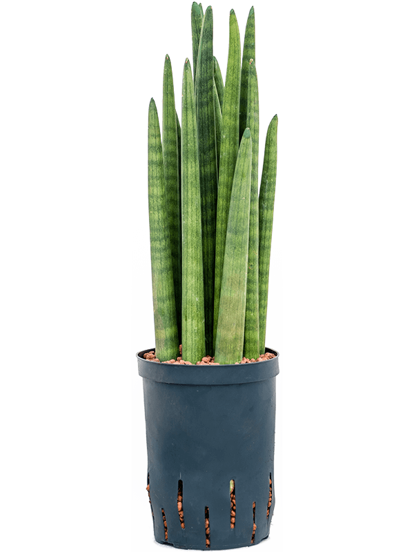 Sansevieria Cylindrica Tower D 15 H 50 cm - PlantenShop24 - 29-04-2025