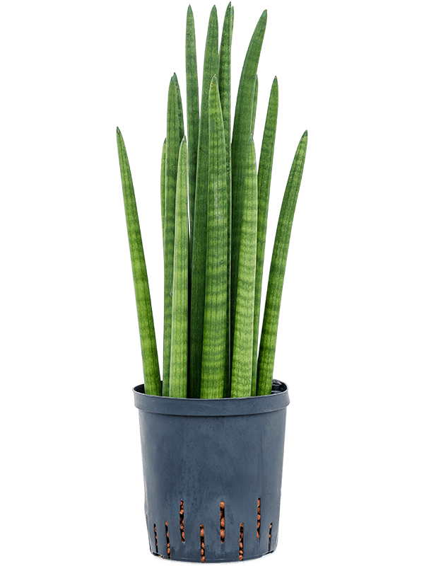 Sansevieria Cylindrica Tower D 18 H 60 cm - PlantenShop24 - 28-04-2025
