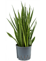 Sansevieria Kirkii D 22 H 70 cm - PlantenShop24 - 22-05-2025