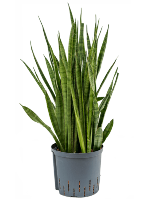 Sansevieria Kirkii D 22 H 70 cm - PlantenShop24 - 28-04-2025