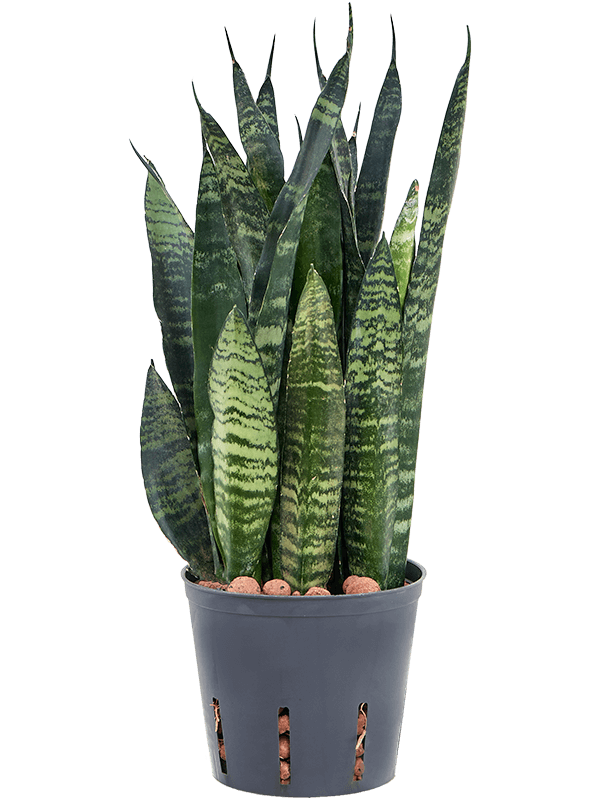 Sansevieria Trifasciata Black Coral D 13 H 35 cm - PlantenShop24 - 07-05-2025