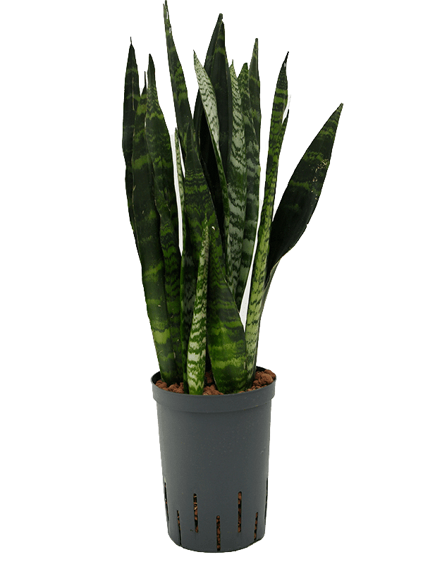 Sansevieria Trifasciata Black Coral D 15 H 50 cm - PlantenShop24 - 28-04-2025