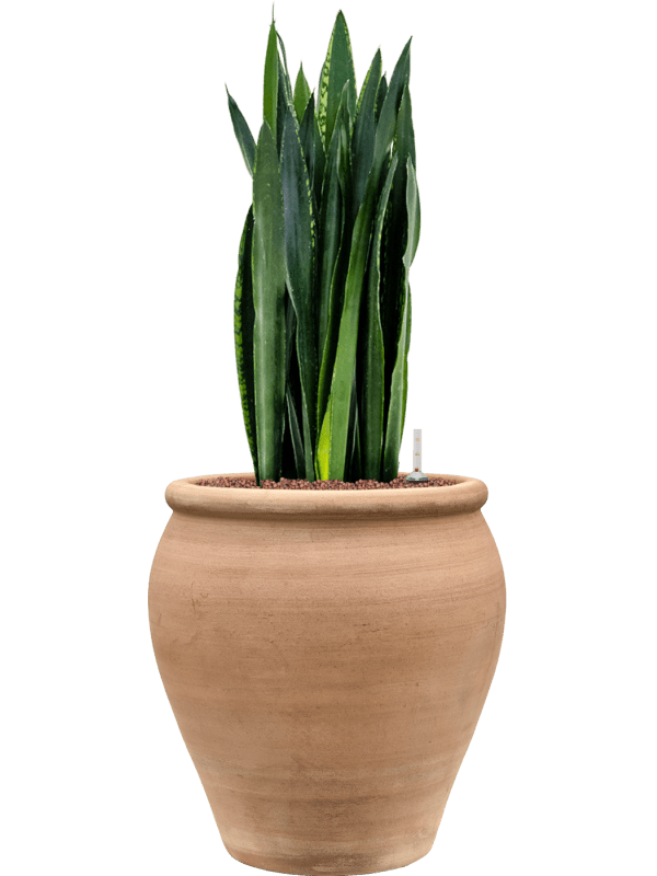 Sansevieria Trifasciata Black Tiger In Terra Antica D 25 H 91 cm - PlantenShop24 - 14-06-2025