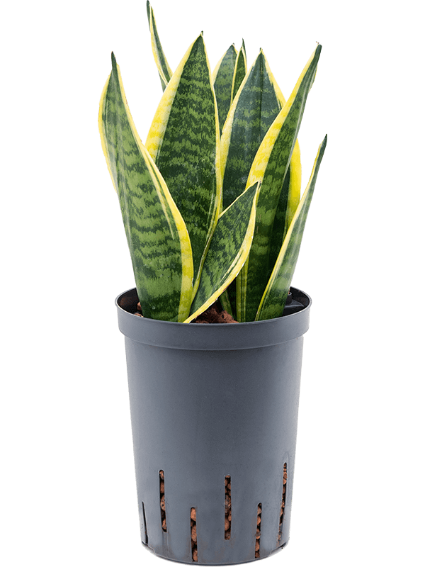 Sansevieria Trifasciata Futura Superba D 15 H 45 cm - PlantenShop24 - 10-04-2025