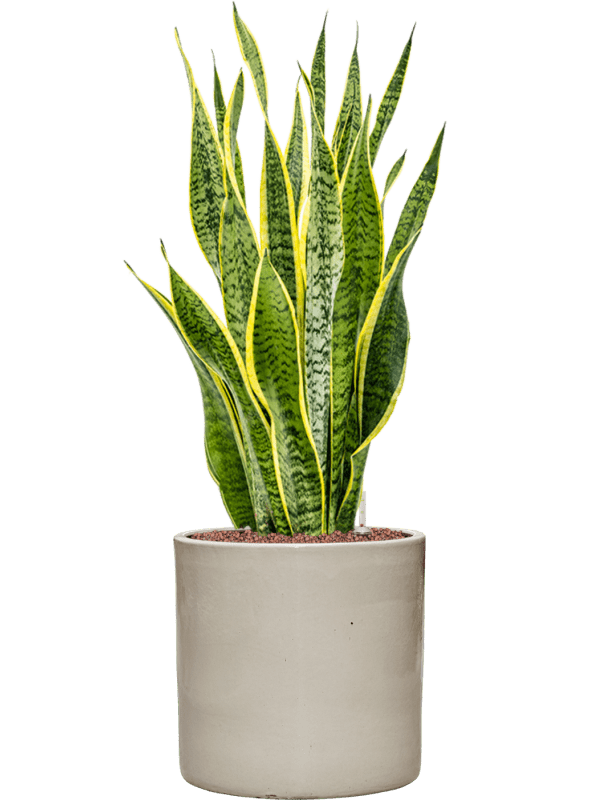 Sansevieria Trifasciata Laurentii In Cylinder D 22 H 87 cm - PlantenShop24 - 12-06-2025