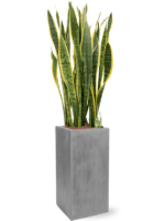 Sansevieria Trifasciata Laurentii In Fiberstone D 28 H 138 cm - PlantenShop24 - 23-10-2024