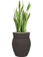 Sansevieria Trifasciata Laurentii In Mediterranean D 30 H 106 cm - PlantenShop24 - 20-05-2025