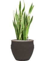 Sansevieria Trifasciata Laurentii In Mediterranean D 30 H 92 cm - PlantenShop24 - 20-05-2025