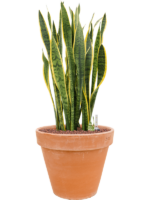 Sansevieria Trifasciata Laurentii In Terra Cotta D 28 H 80 cm - PlantenShop24 - 23-10-2024