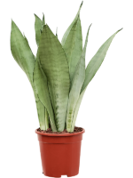 Sansevieria Trifasciata Moonshine D 17 H 60 cm - PlantenShop24 - 22-04-2025