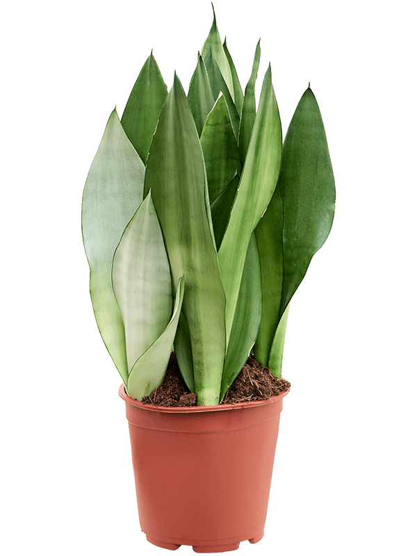 Sansevieria Trifasciata Moonshine D 21 H 60 cm - PlantenShop24 - 29-07-2025