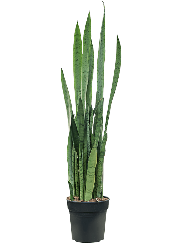Sansevieria Trifasciata Silver Mist D 21 H 95 cm - PlantenShop24 - 08-04-2025