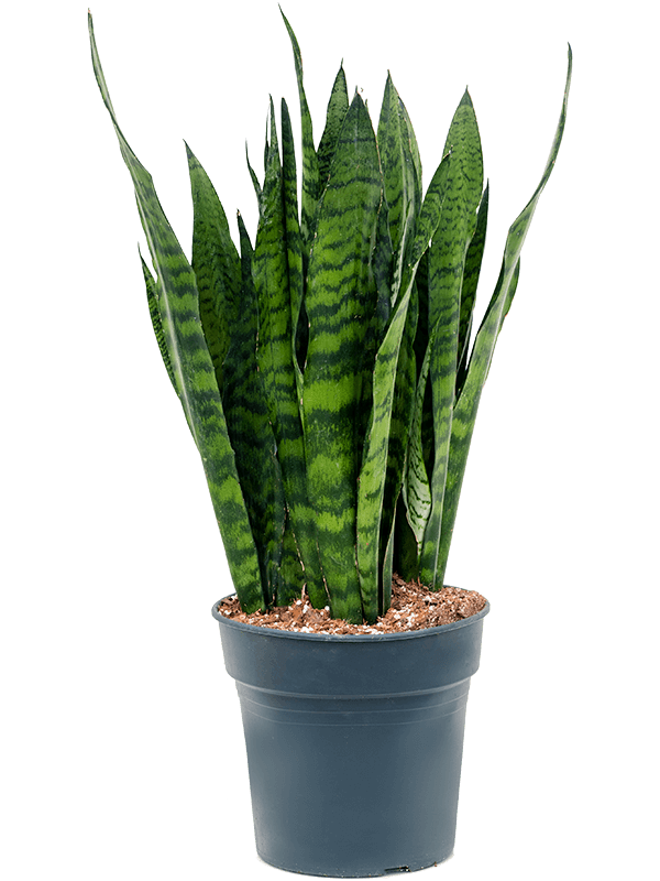 Sansevieria Zeylanica D 27 H 95 cm - PlantenShop24 - 08-04-2025