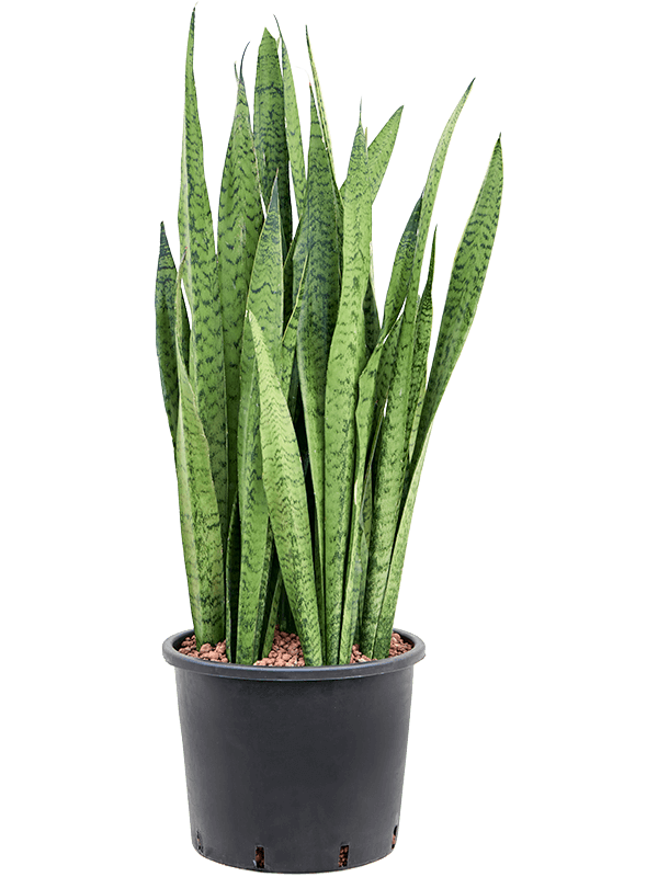 Sansevieria Zeylanica D 30 H 105 cm - PlantenShop24 - 13-08-2025