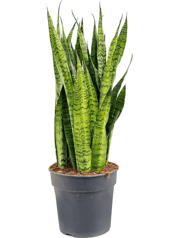 Sansevieria Zeylanica D 30 H 110 cm - PlantenShop24 - 07-05-2025