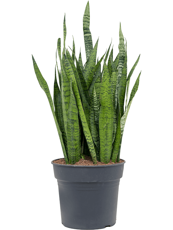 Sansevieria Zeylanica D 34 H 100 cm - PlantenShop24 - 07-05-2025
