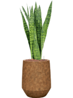 Sansevieria Zeylanica In Mineral D 15 H 83 cm - PlantenShop24 - 16-12-2024