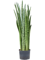 Sansevieria Zeylanica Narrow D 25 H 90 cm - PlantenShop24 - 28-04-2025