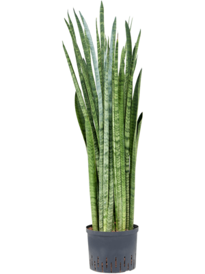 Sansevieria Zeylanica Narrow D 25 H 90 cm - PlantenShop24 - 28-04-2025