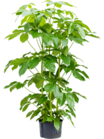 Schefflera Actinophylla Amate D 28 H 160 cm - PlantenShop24 - 18-06-2025