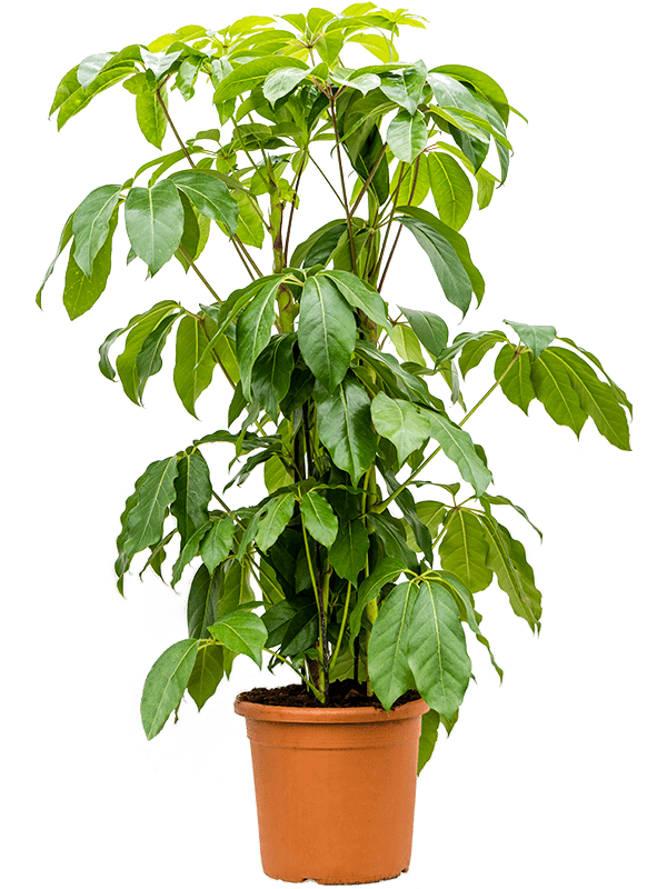 Schefflera Actinophylla Amate D 30 H 140 cm - PlantenShop24 - 16-06-2025