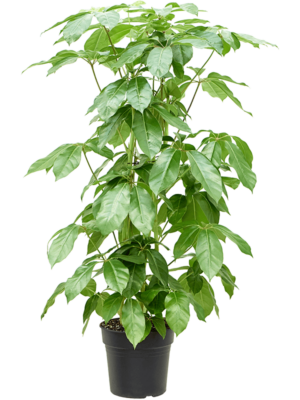 Schefflera Actinophylla Amate D 30 H 175 cm - PlantenShop24 - 23-07-2025