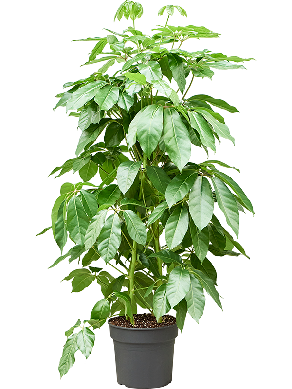 Schefflera Actinophylla Amate D 38 H 190 cm - PlantenShop24 - 22-08-2025