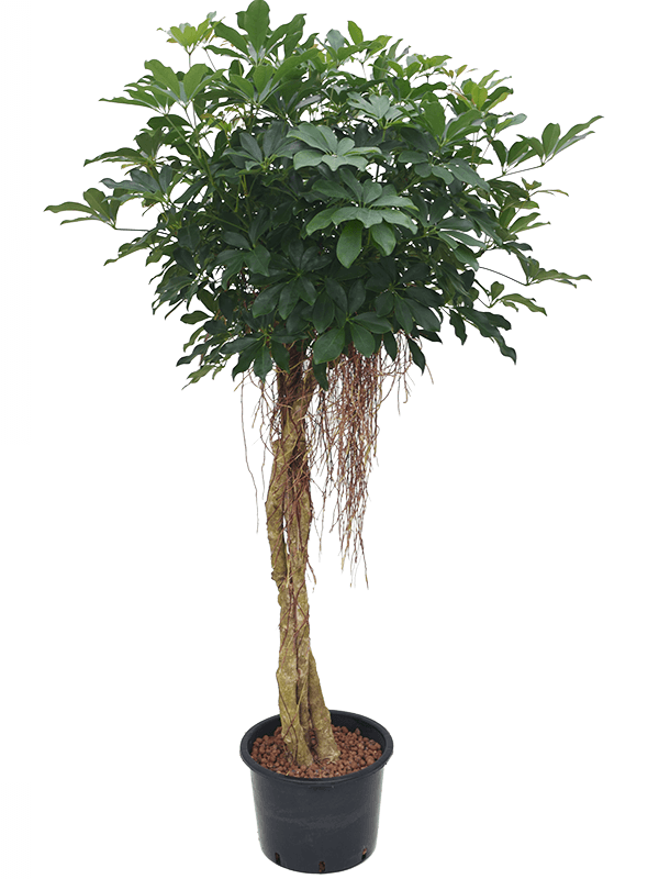 Schefflera Arboricola Compacta D 30 H 190 cm - PlantenShop24 - 08-05-2025