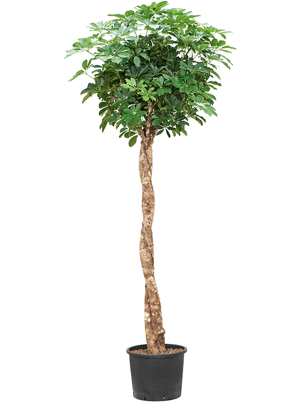 Schefflera Arboricola Compacta D 32 H 190 cm - PlantenShop24 - 08-05-2025
